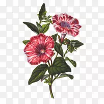 植物学插图植物素描茉莉花