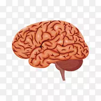 大脑研究神经学UCL推动科学家-人脑