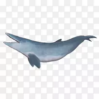 普通宽吻海豚粗齿海豚图库溪须鲸