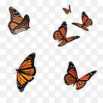 蝴蝶摄影图像编辑-蝴蝶