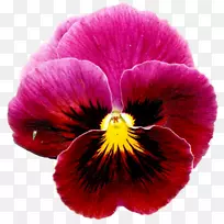 潘西紫罗兰一年生植物近身紫罗兰