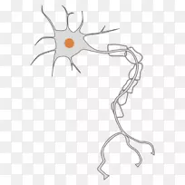 神经元神经系统轴突剪贴术