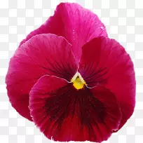 潘西洋红一年生植物花瓣