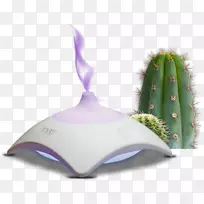 仙人掌科桌面壁纸夹艺术