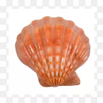 牡蛎贝壳扇贝软体动物贝壳