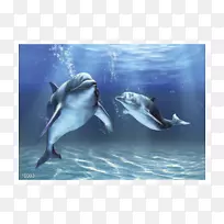 宽吻海豚海洋剪贴画-海豚