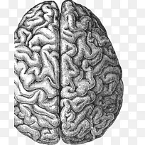 人脑画智人-大脑