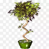 花盆树