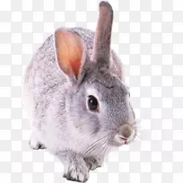 荷兰罗非鱼兔棕兔荷兰兔侏儒兔