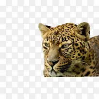 豹桌面壁纸高清晰度电视4k分辨率豹