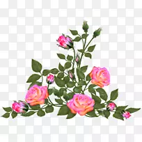 花园玫瑰，花卉设计，百叶玫瑰-花