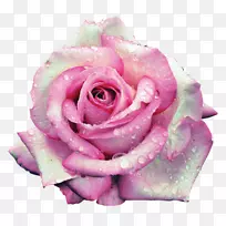 花园玫瑰，蜈蚣玫瑰，花，粉红色海滩玫瑰-花
