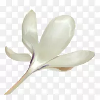 花瓣剪贴画