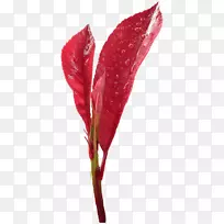 叶芽剪贴画