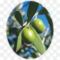地中海盆地地中海菜橄榄叶橄榄油-橄榄油