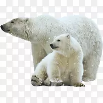 北极熊剪贴画-北极熊