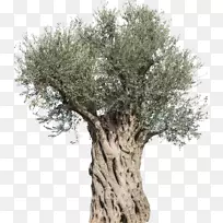 橄榄树，摄影树，地中海菜，树枝-橄榄树