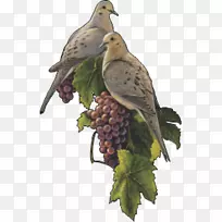 普通葡萄藤本植物雀鸟
