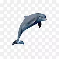 海豚燕尾画水生-海豚