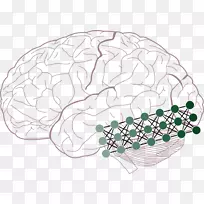 视皮层双流假说视知觉颞下回脑-脑