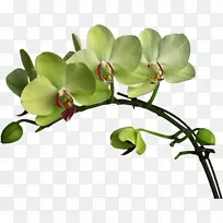 花蛾兰花舟兰花彩色剪贴画-花