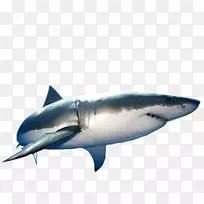 大白鲨虎鲨