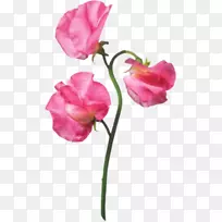 花园玫瑰花粉红色甜豌豆花