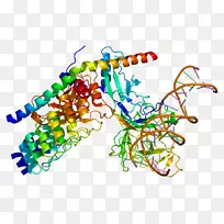 rbpj缺口信号通路蛋白mam l 1基因