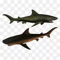 虎鲨鳞状体-鲨鱼海洋生物学-鱼