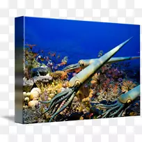 史前珊瑚礁海史前艺术海洋生物-海洋