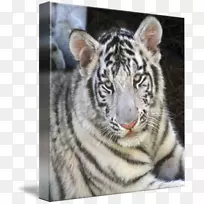 虎须猫毛鼻虎