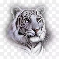 白虎，孟加拉虎，大猫科动物-动物