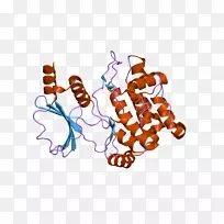 PAK 1 pak2蛋白激酶HCK