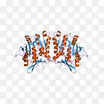 甘氨酸N-甲基转移酶GNMT酶