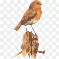 鸟水彩画艺术绘画-鸟