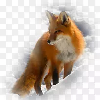 北极狐红狐灰狼动物北极狐