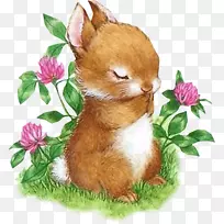 复活节兔子欧洲兔子贝基兔