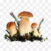 原版摄影版税-免费蘑菇