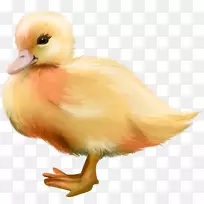 鸭鸟鸡夹艺术-鸭