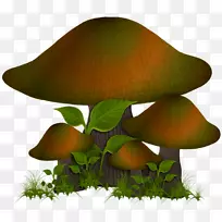 蘑菇菌