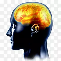 人脑认知训练神经科学神经系统-脑