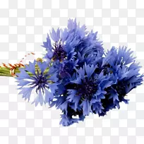 花束桌面壁纸玉米花蓝花