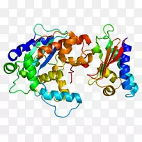 Tob1蛋白Cnot7 pabpc1核糖体