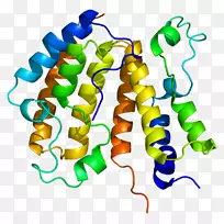 含溴结构域蛋白3 Brd 2 BRDT BRD 4