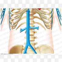 腹部静脉前臂动脉解剖