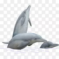 旋转海豚条纹海豚普通宽吻海豚图库溪短喙普通海豚