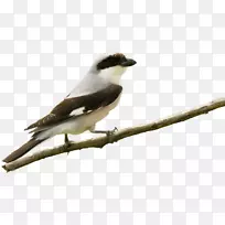 美洲麻雀动物喙杜鹃羽毛