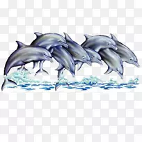 法国海豚-海豚