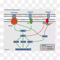 CTLA-4t细胞受体细胞信号转导T细胞CD 80