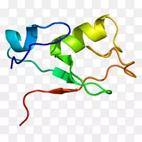 mnat1基因蛋白mdm 2细胞周期蛋白依赖性激酶